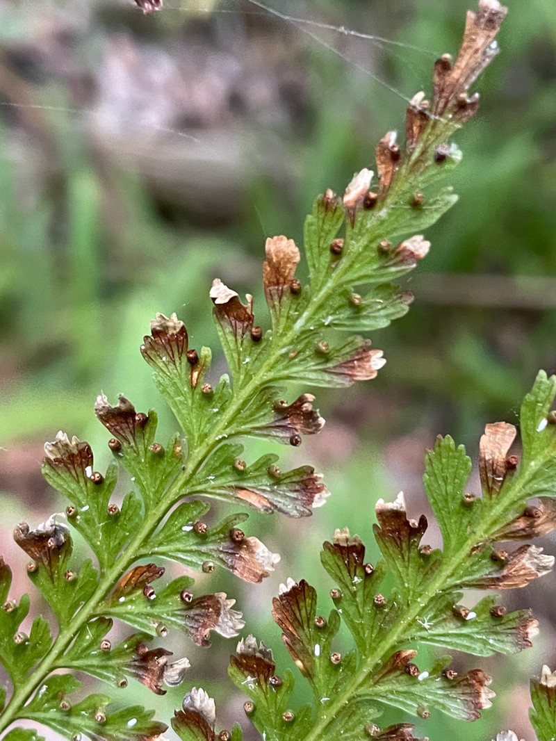 Cuplet Fern photo 2