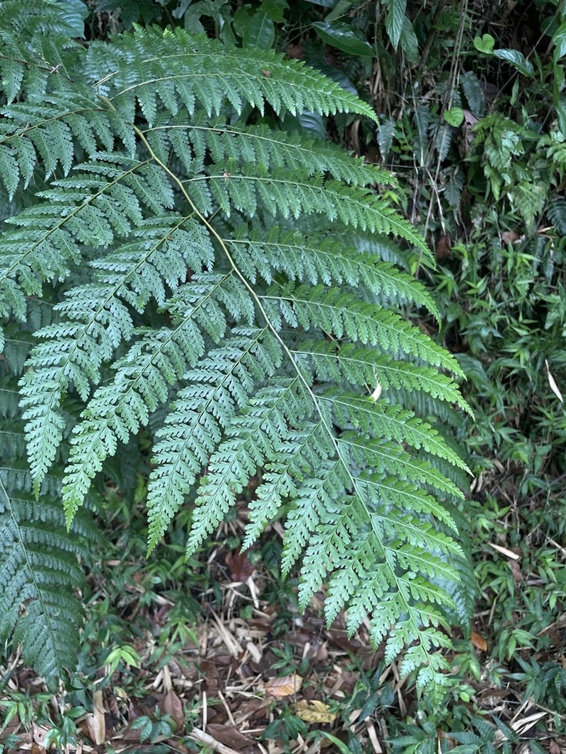 Cuplet Fern photo 3