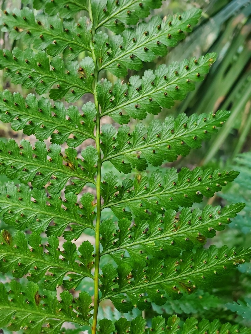 Cuplet Fern photo 4