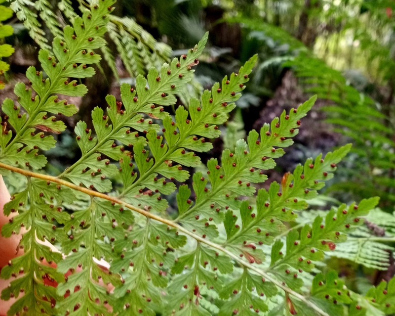 Cuplet Fern photo 5