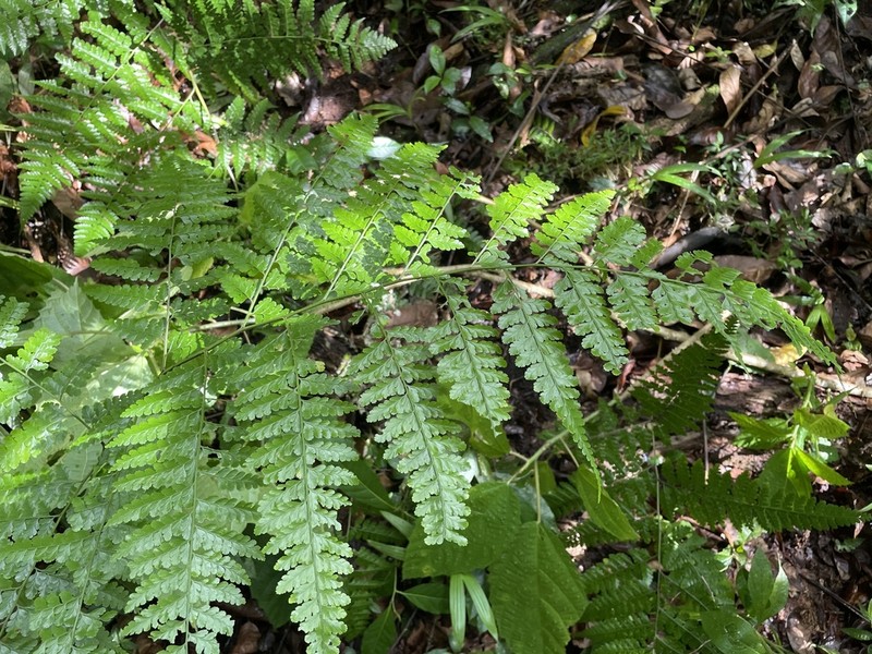 Cuplet Fern photo 6