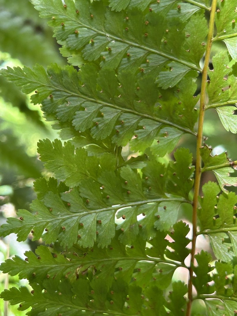 Cuplet Fern photo 7