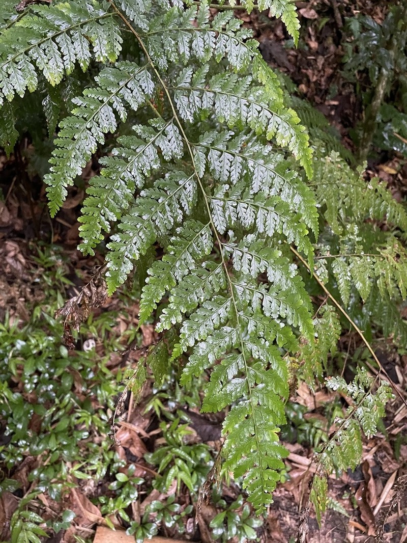 Cuplet Fern photo 8