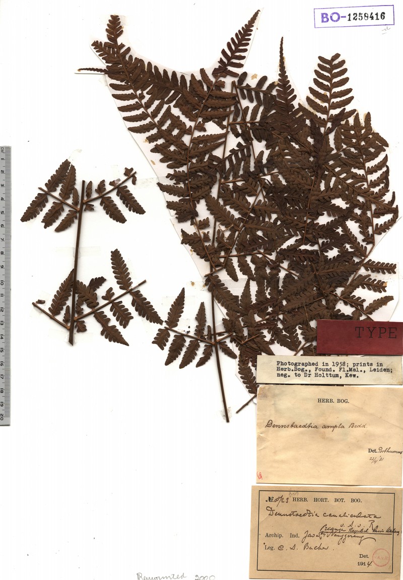 Dennstaedtia canaliculata