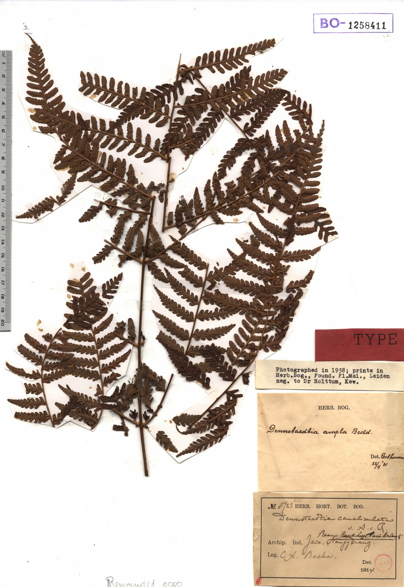 Dennstaedtia canaliculata photo 2