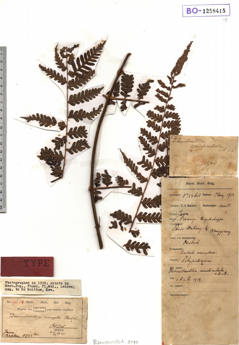 Dennstaedtia canaliculata photo 3