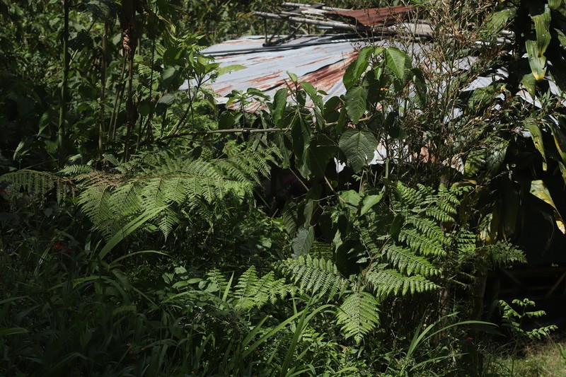 Tropical Hayscented Fern photo 2