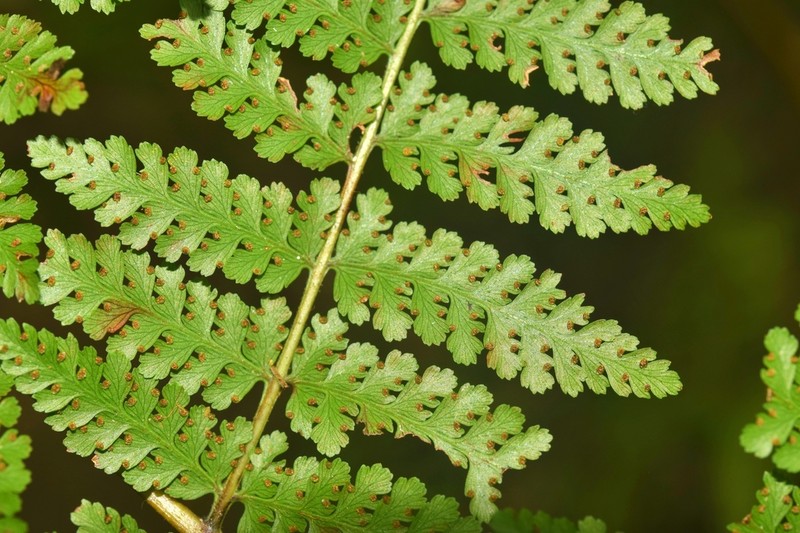 Tropical Hayscented Fern photo 3