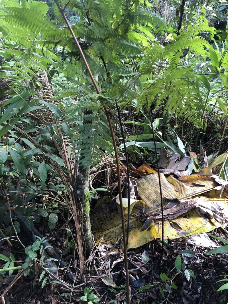 Tropical Hayscented Fern photo 4