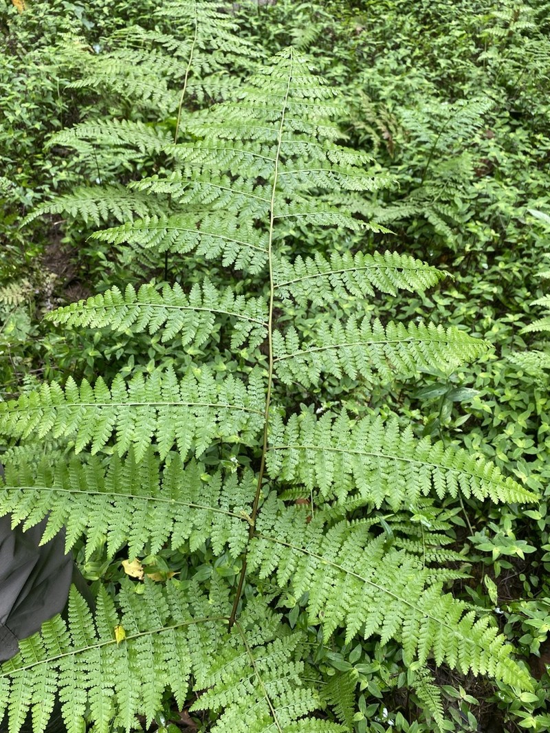 Tropical Hayscented Fern photo 5