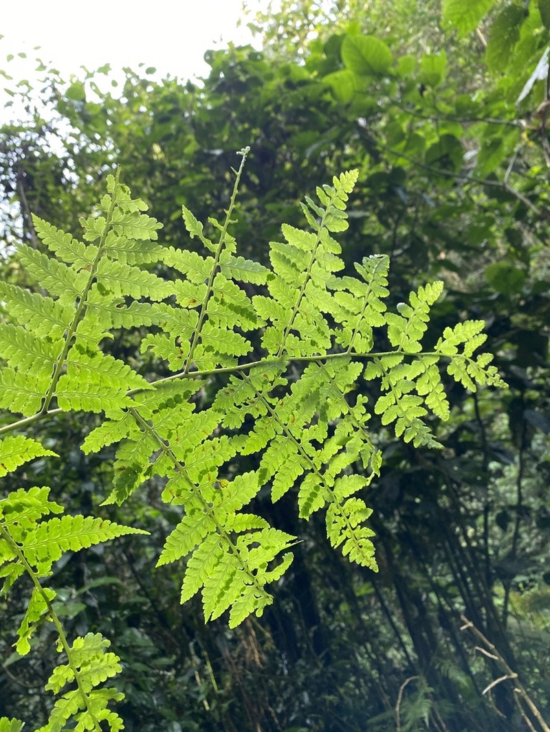 Tropical Hayscented Fern photo 6