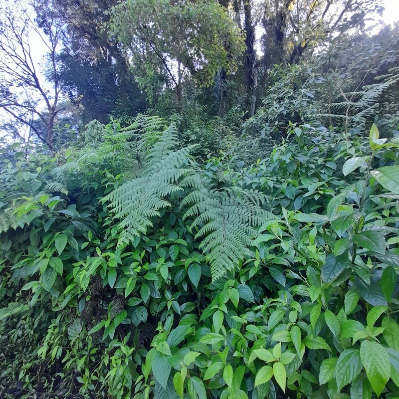 Tropical Hayscented Fern photo 7