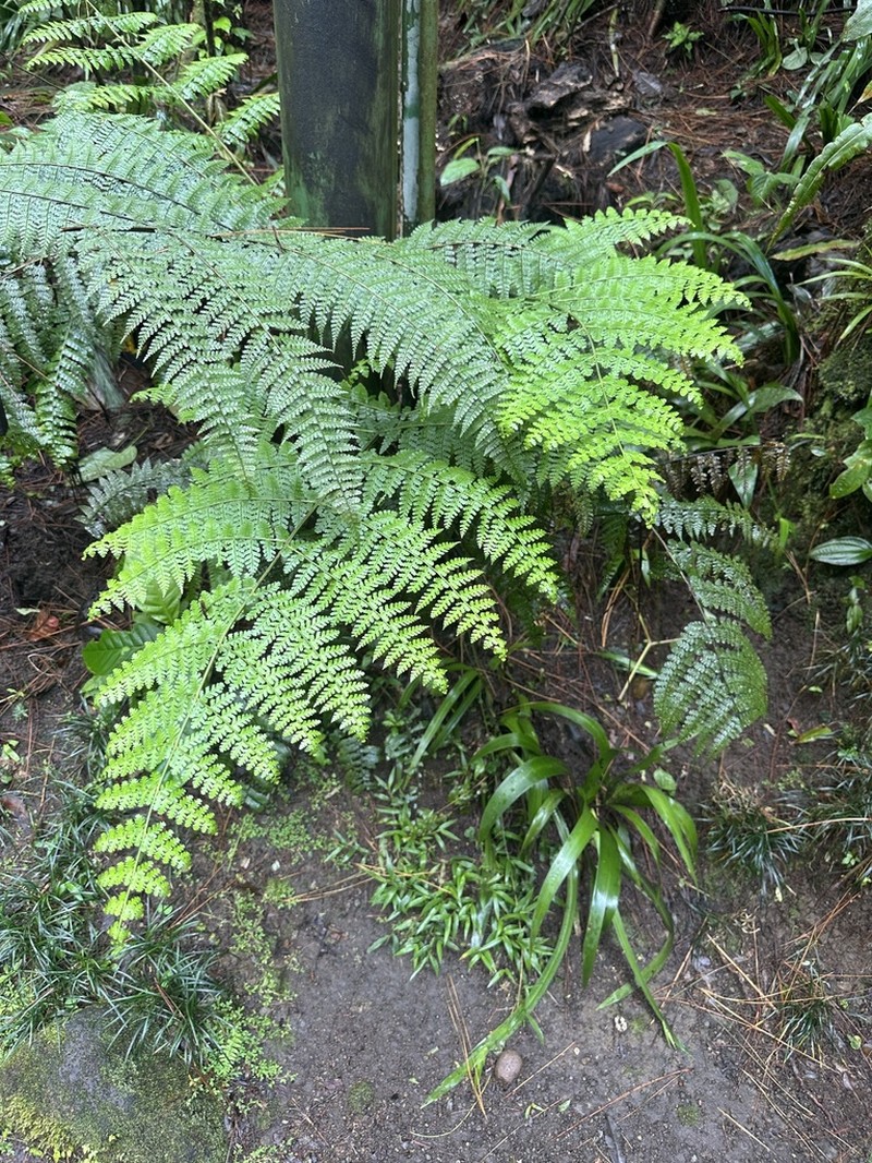 Tropical Hayscented Fern photo 8