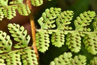 Tropical Hayscented Fern