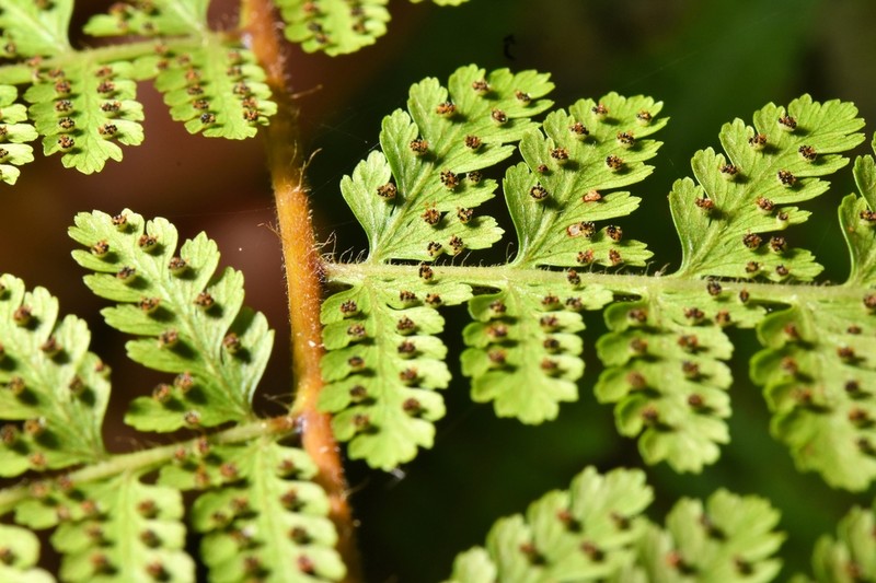 Tropical Hayscented Fern