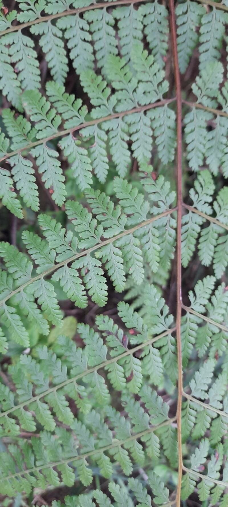 Tropical Hayscented Fern photo 2
