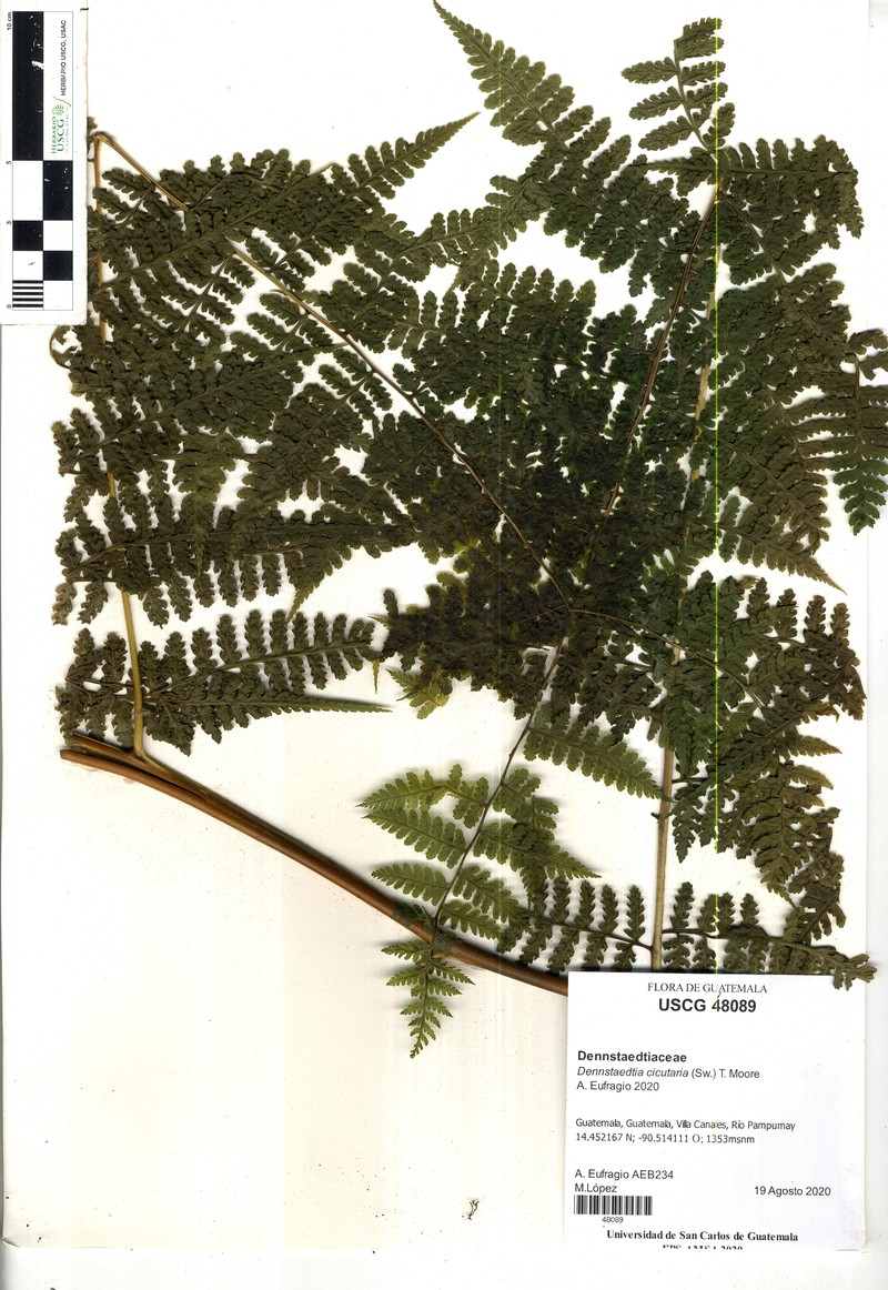Tropical Hayscented Fern photo 3