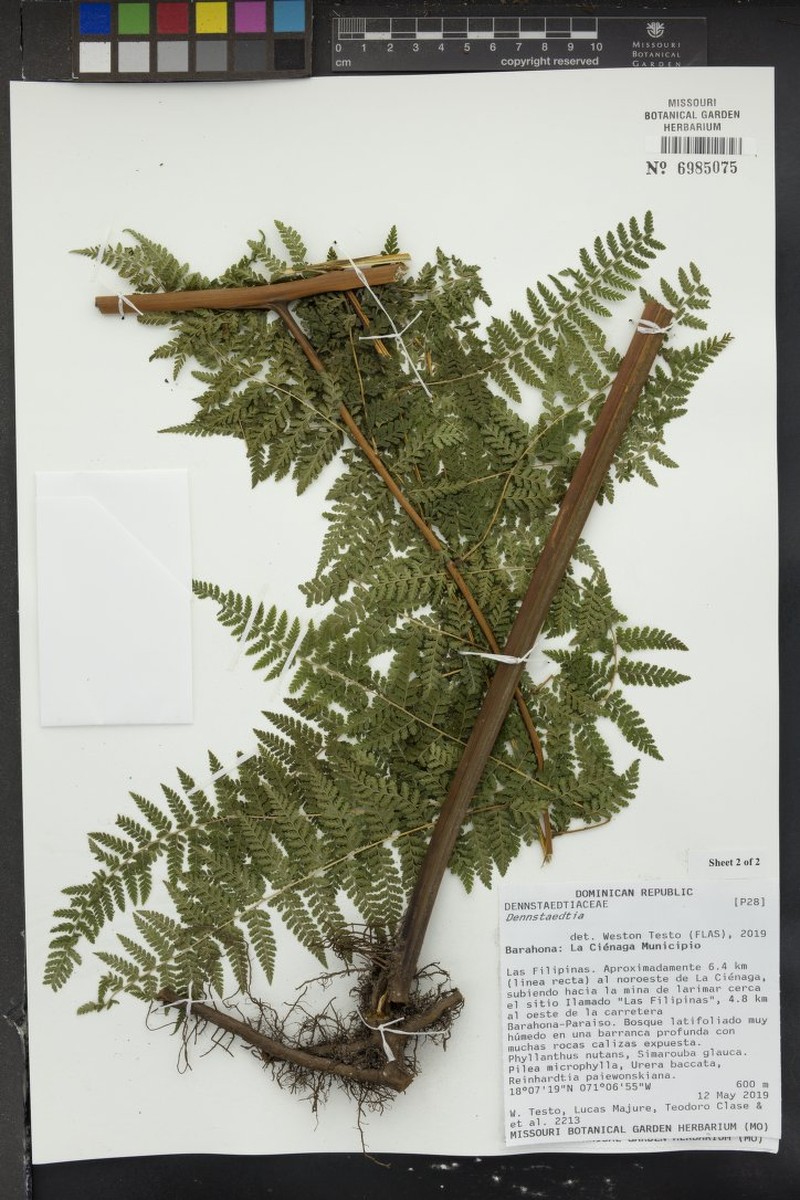 Tropical Hayscented Fern photo 4