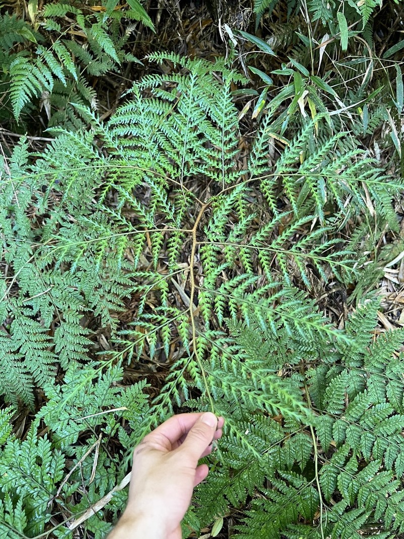 Dennstaedtia cornuta