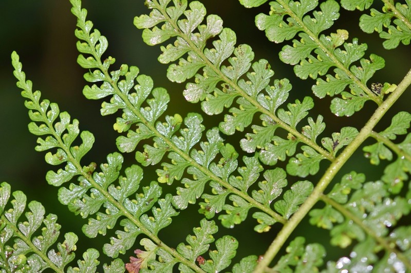 Dennstaedtia cornuta photo 2