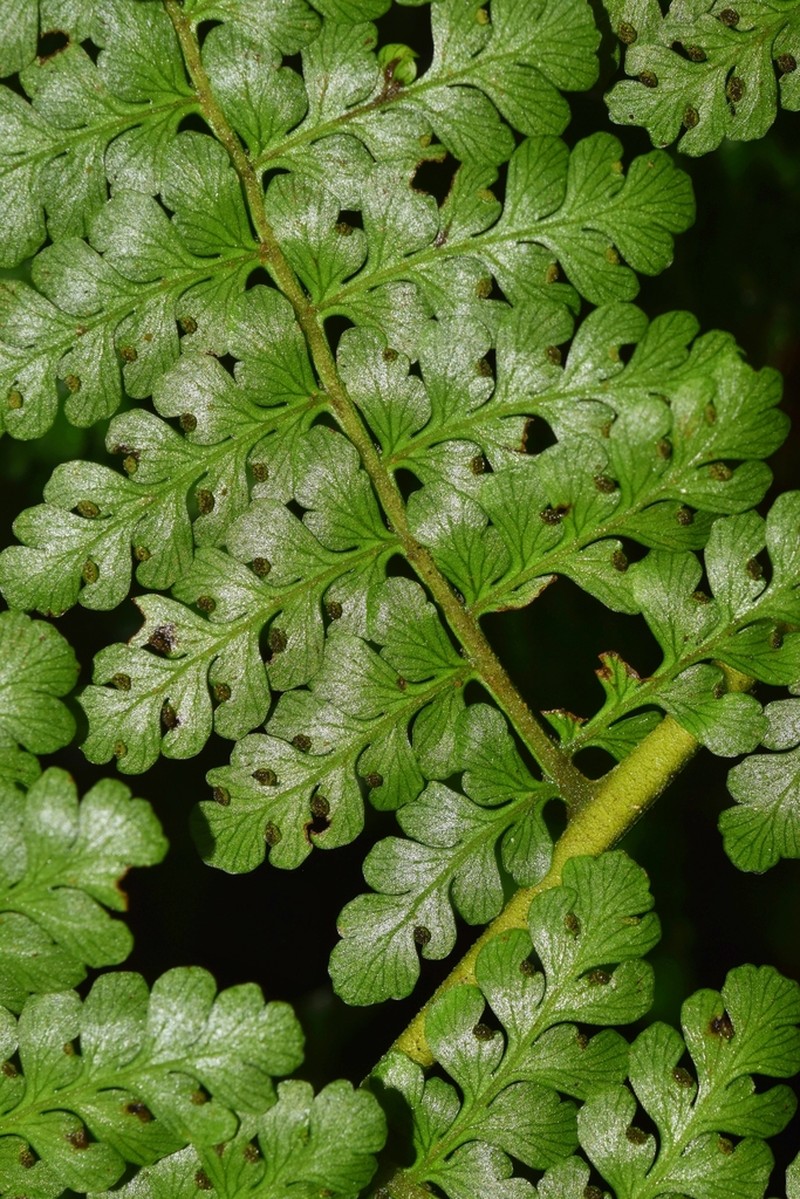 Dennstaedtia cornuta photo 3