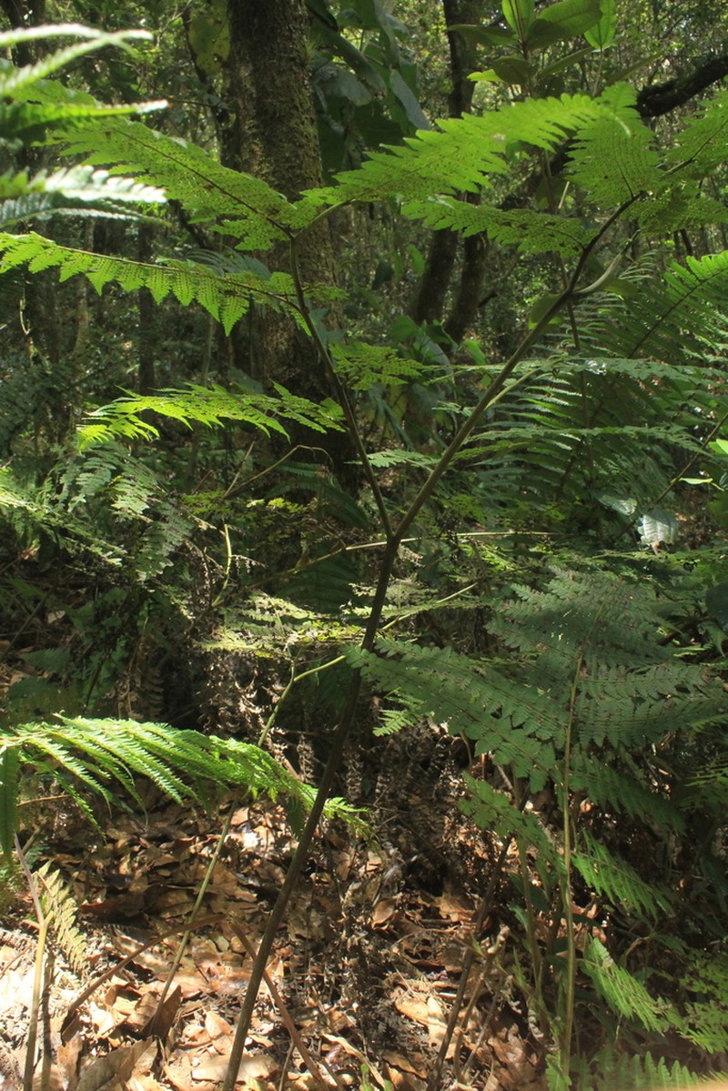 Dennstaedtia cornuta photo 7