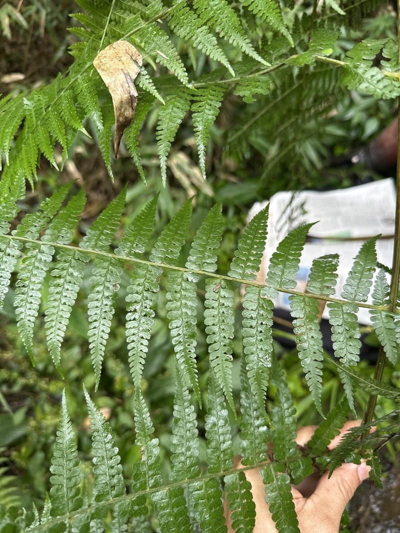 Dennstaedtia cornuta photo 8