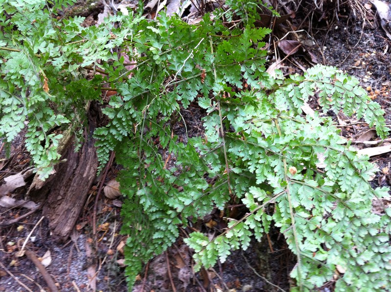 Dennstaedtia davallioides