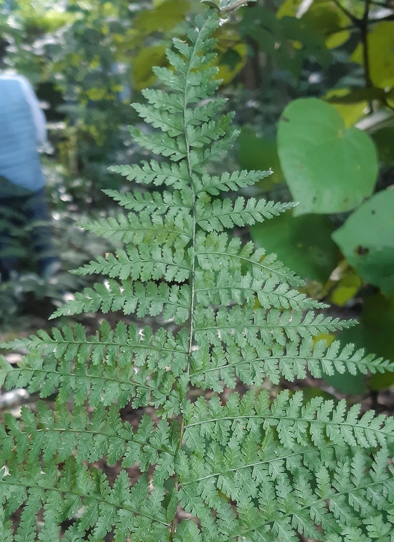 Dennstaedtia davallioides photo 2