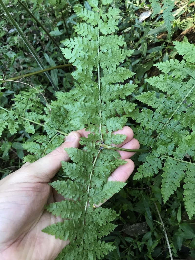 Dennstaedtia davallioides photo 3