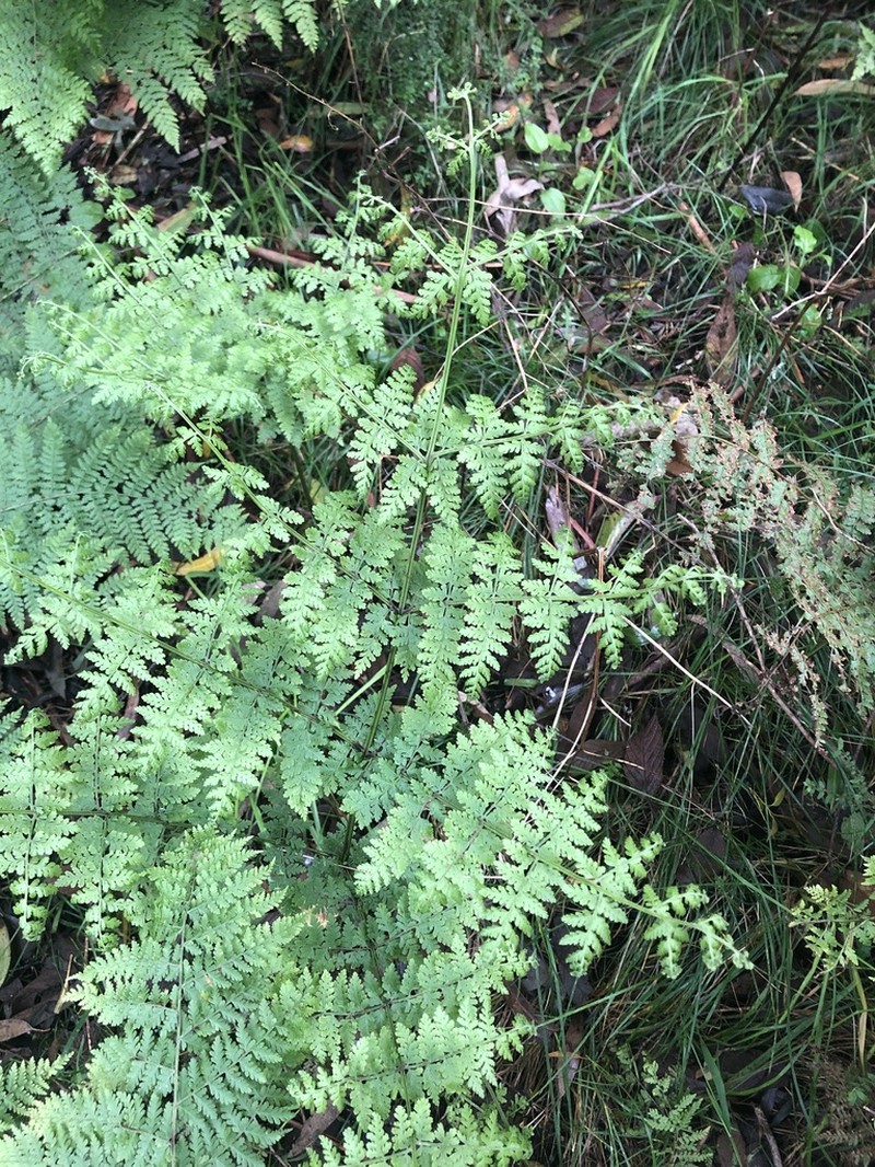 Dennstaedtia davallioides photo 4