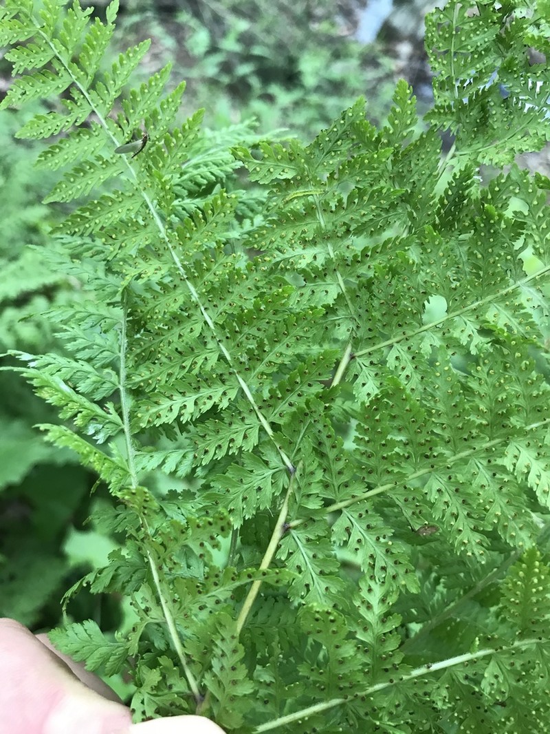 Dennstaedtia davallioides photo 5