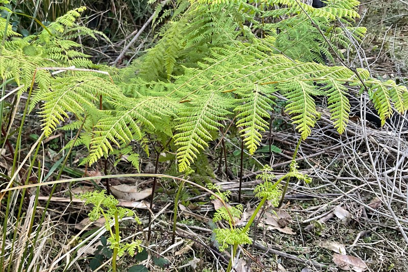 Dennstaedtia davallioides photo 6