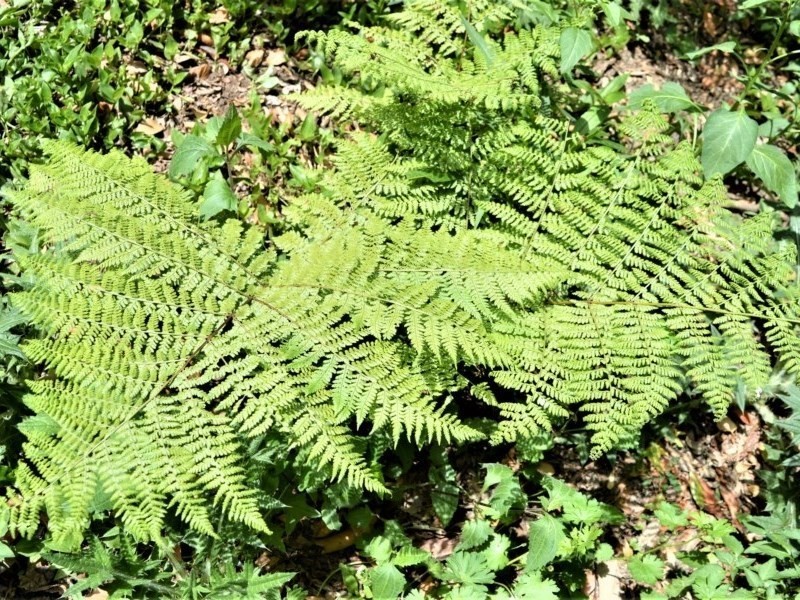 Dennstaedtia davallioides photo 7