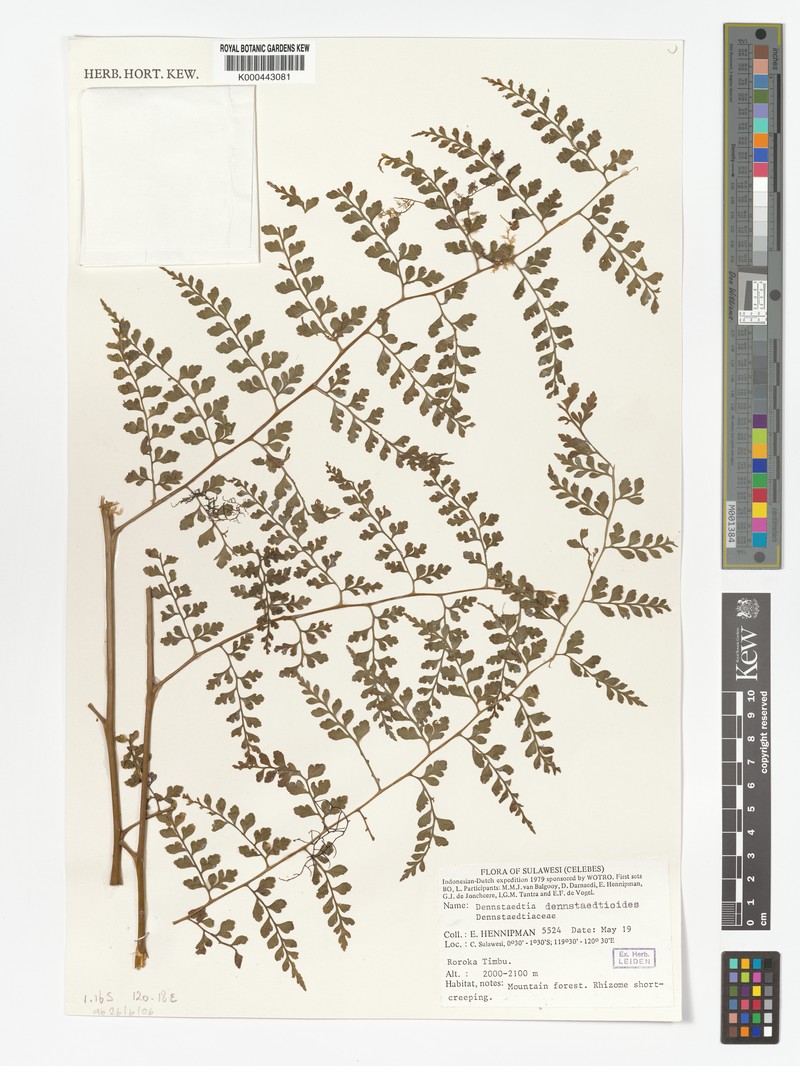 Dennstaedtia dennstaedtioides