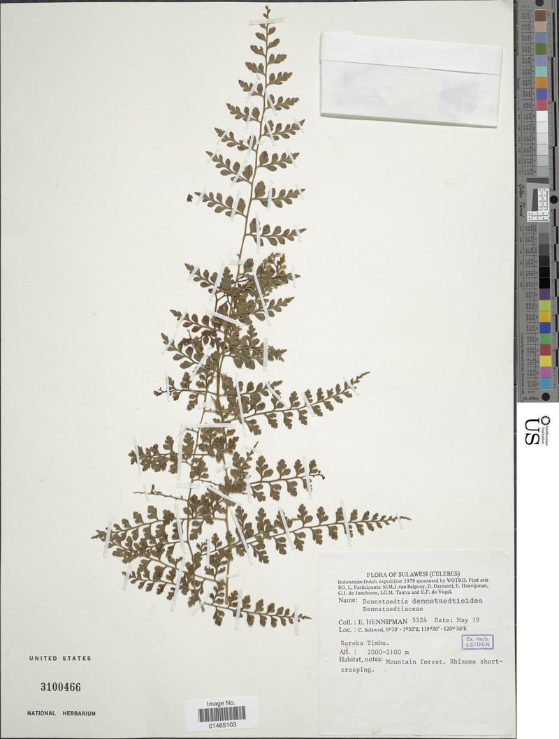 Dennstaedtia dennstaedtioides photo 2