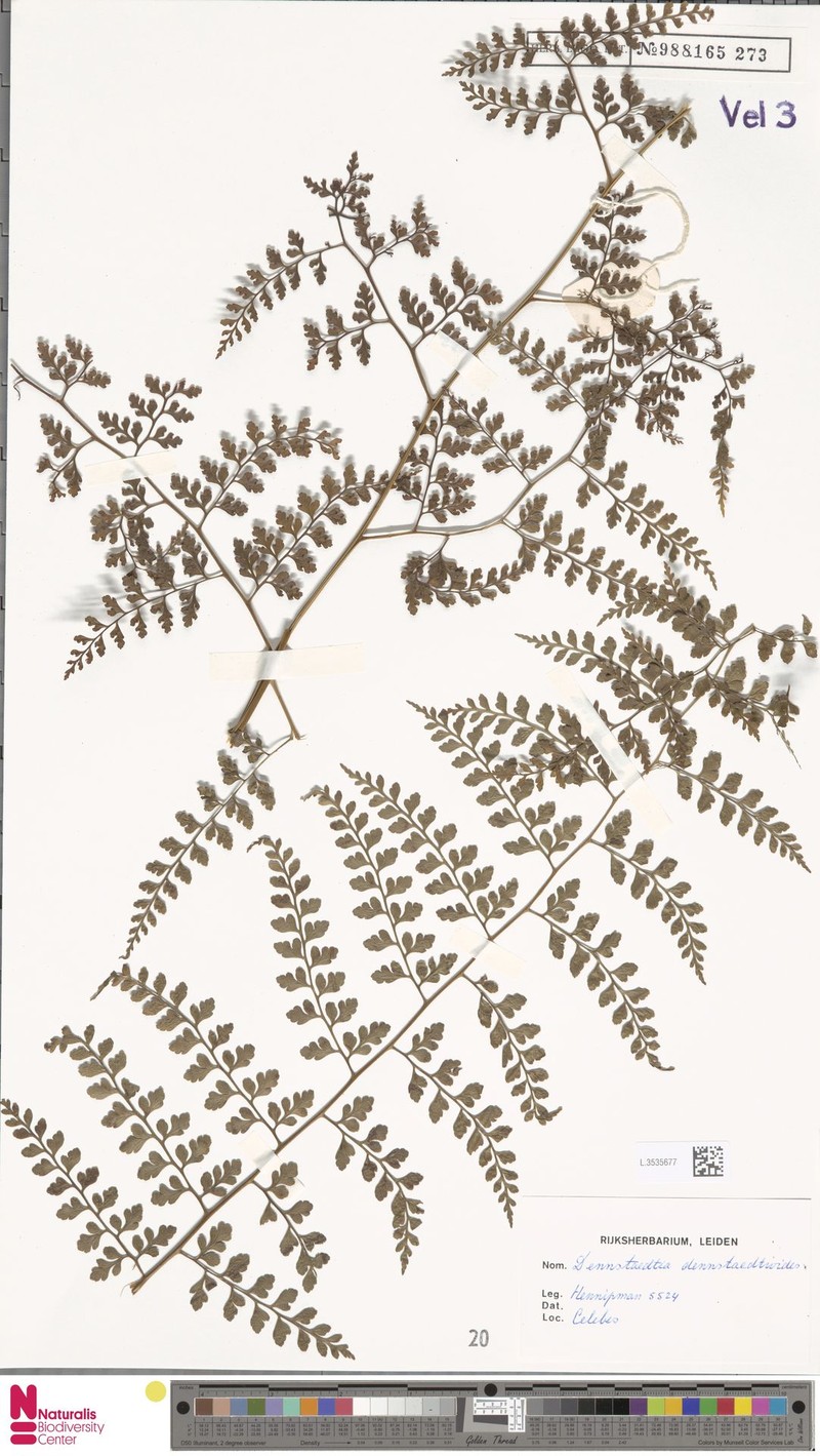 Dennstaedtia dennstaedtioides photo 3