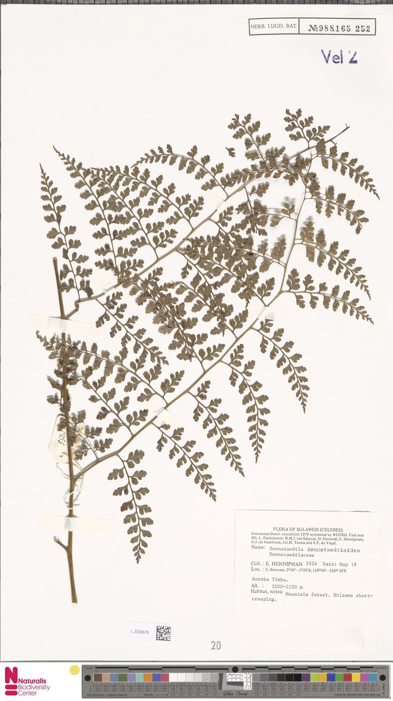 Dennstaedtia dennstaedtioides photo 4