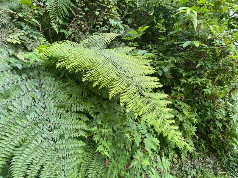 Dennstaedtia dissecta photo 5