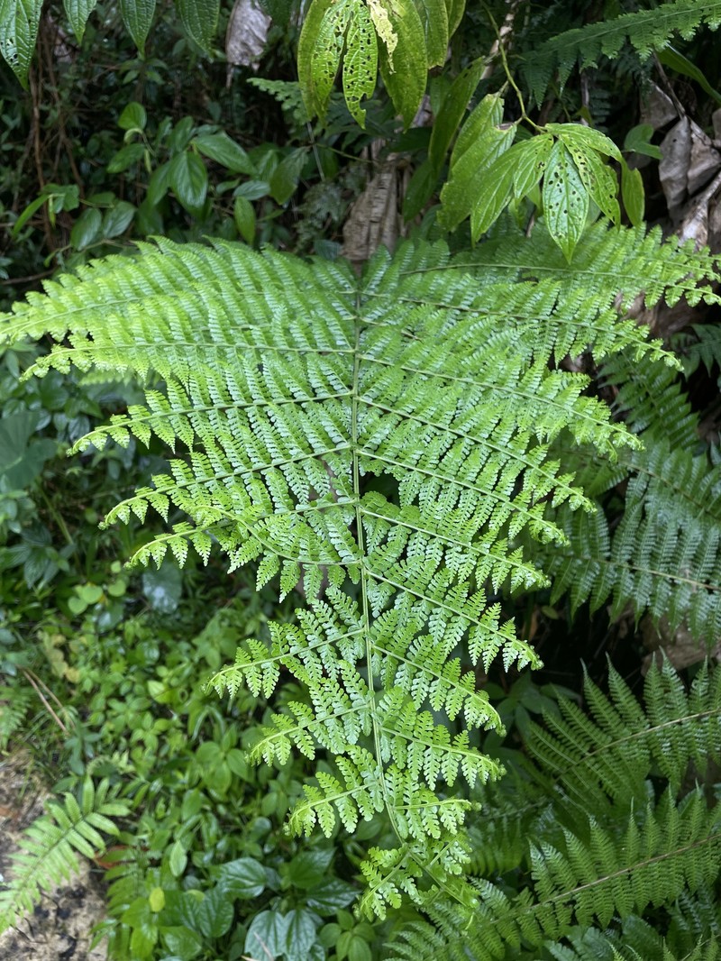Dennstaedtia dissecta photo 6