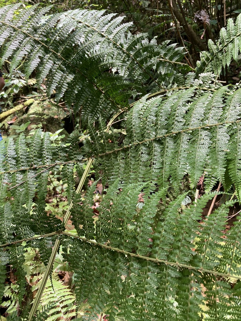 Dennstaedtia dissecta photo 8