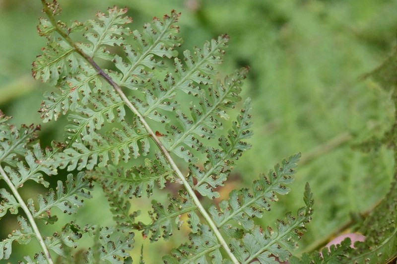 Dennstaedtia distenta