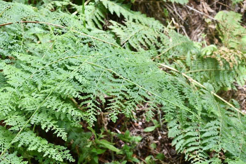 Dennstaedtia distenta photo 3
