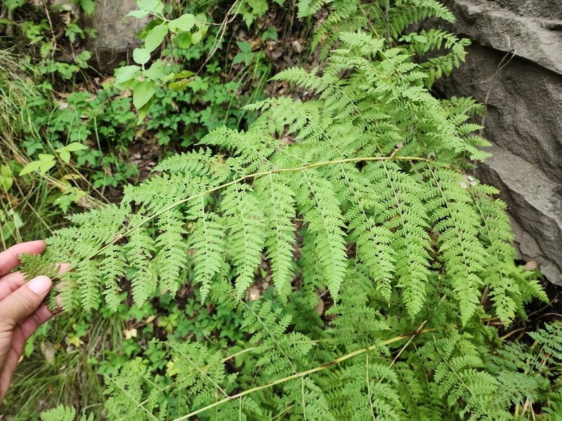 Dennstaedtia distenta photo 4