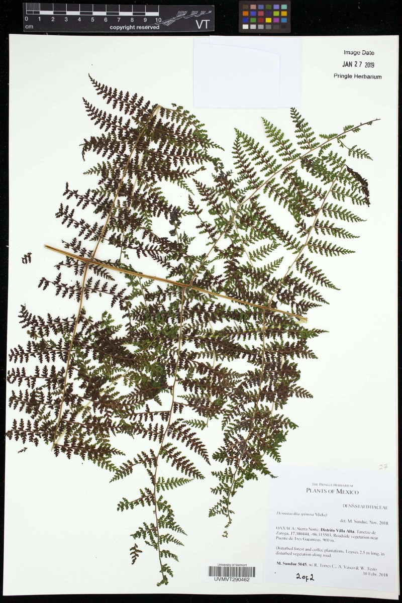 Dennstaedtia distenta photo 5