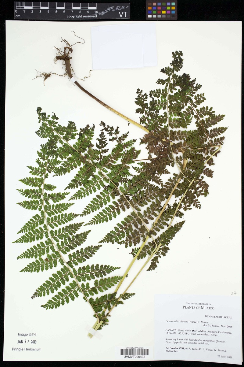 Dennstaedtia distenta photo 6