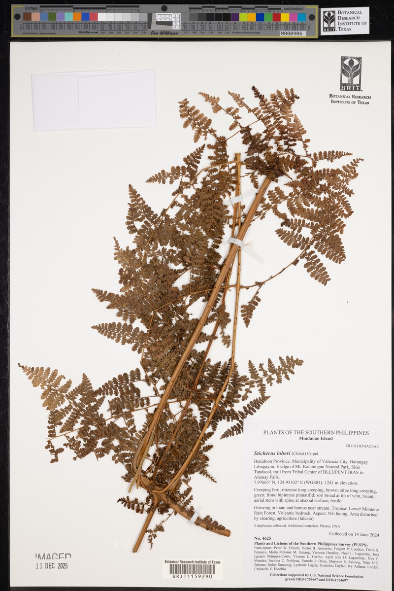 Dennstaedtia elmeri photo 2