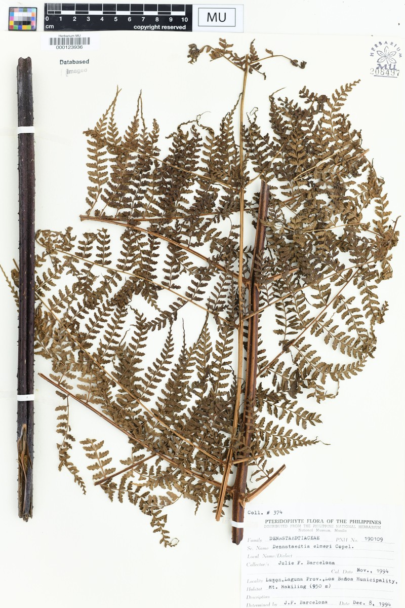 Dennstaedtia elmeri photo 3