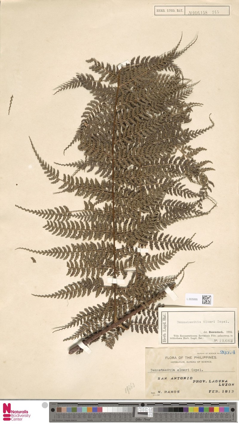 Dennstaedtia elmeri photo 4