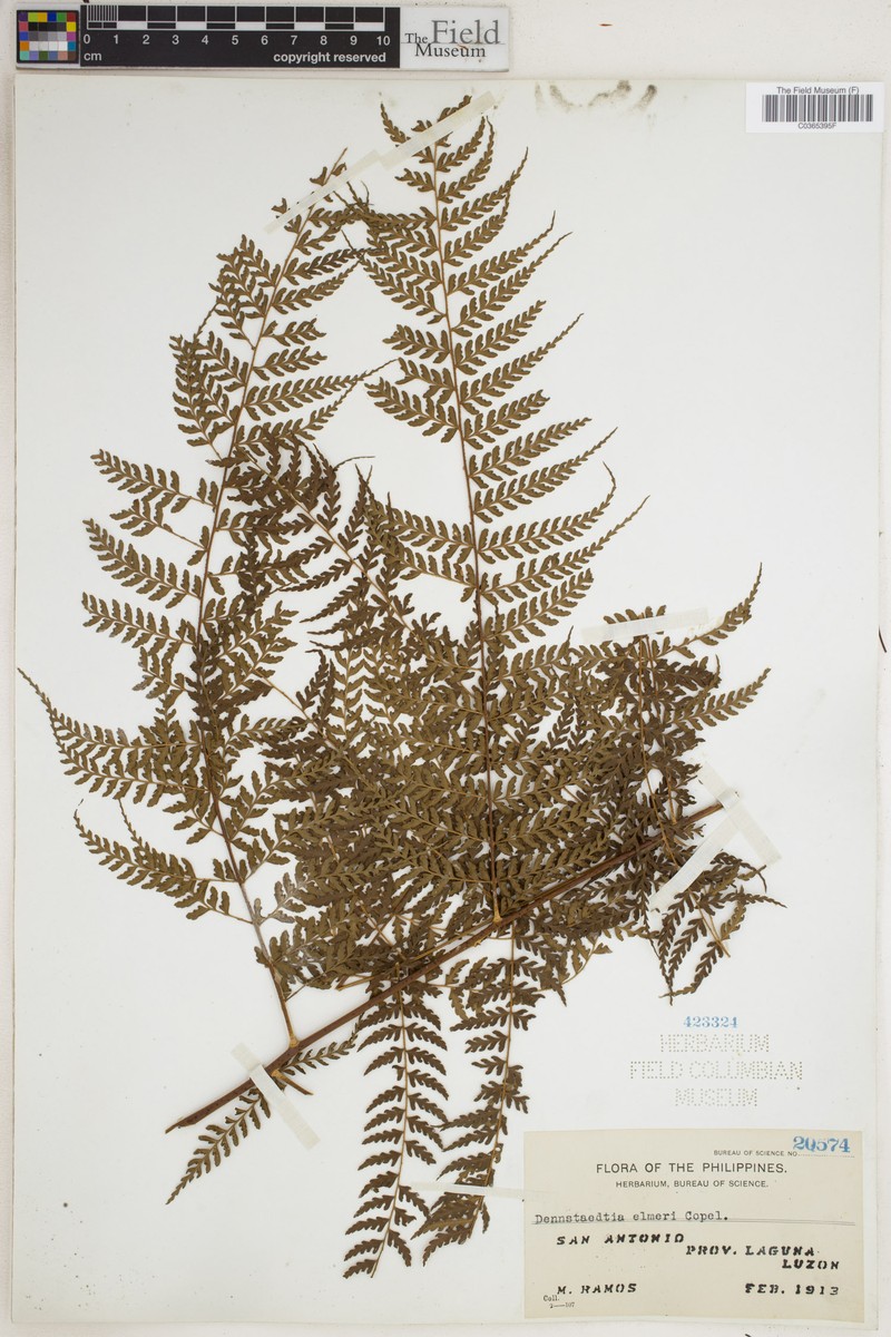 Dennstaedtia elmeri photo 5